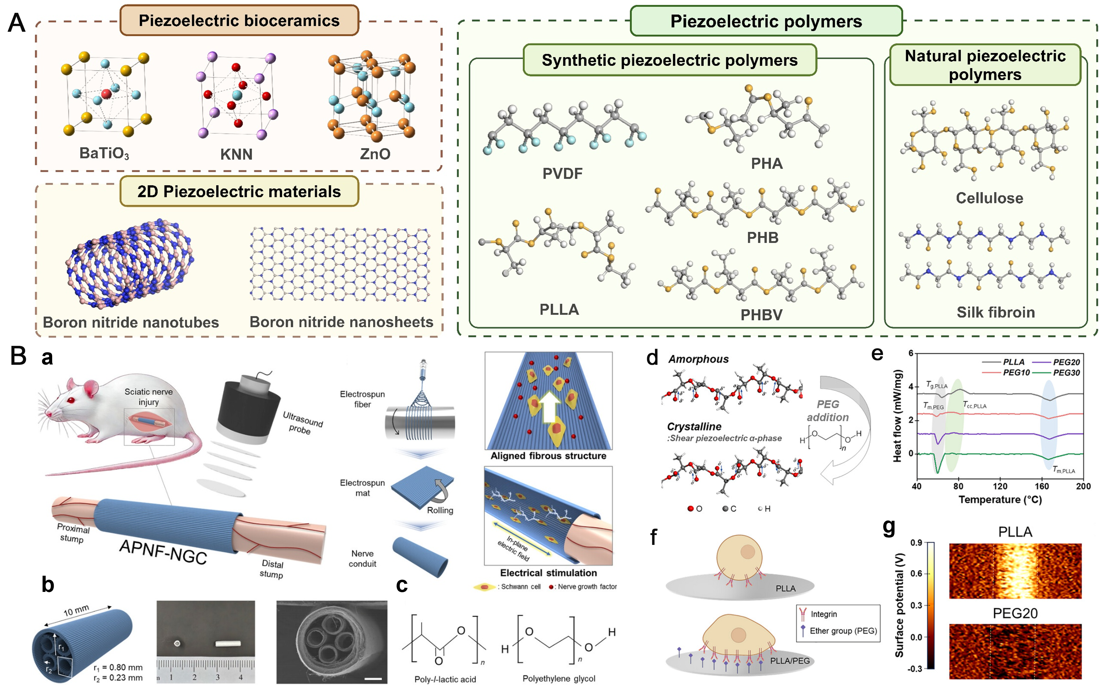 Recent progress in piezoelectric biomaterials for peripheral nerve ...