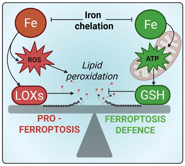 Revisiting the role of iron in ferroptosis - Ferroptosis and Oxidative ...