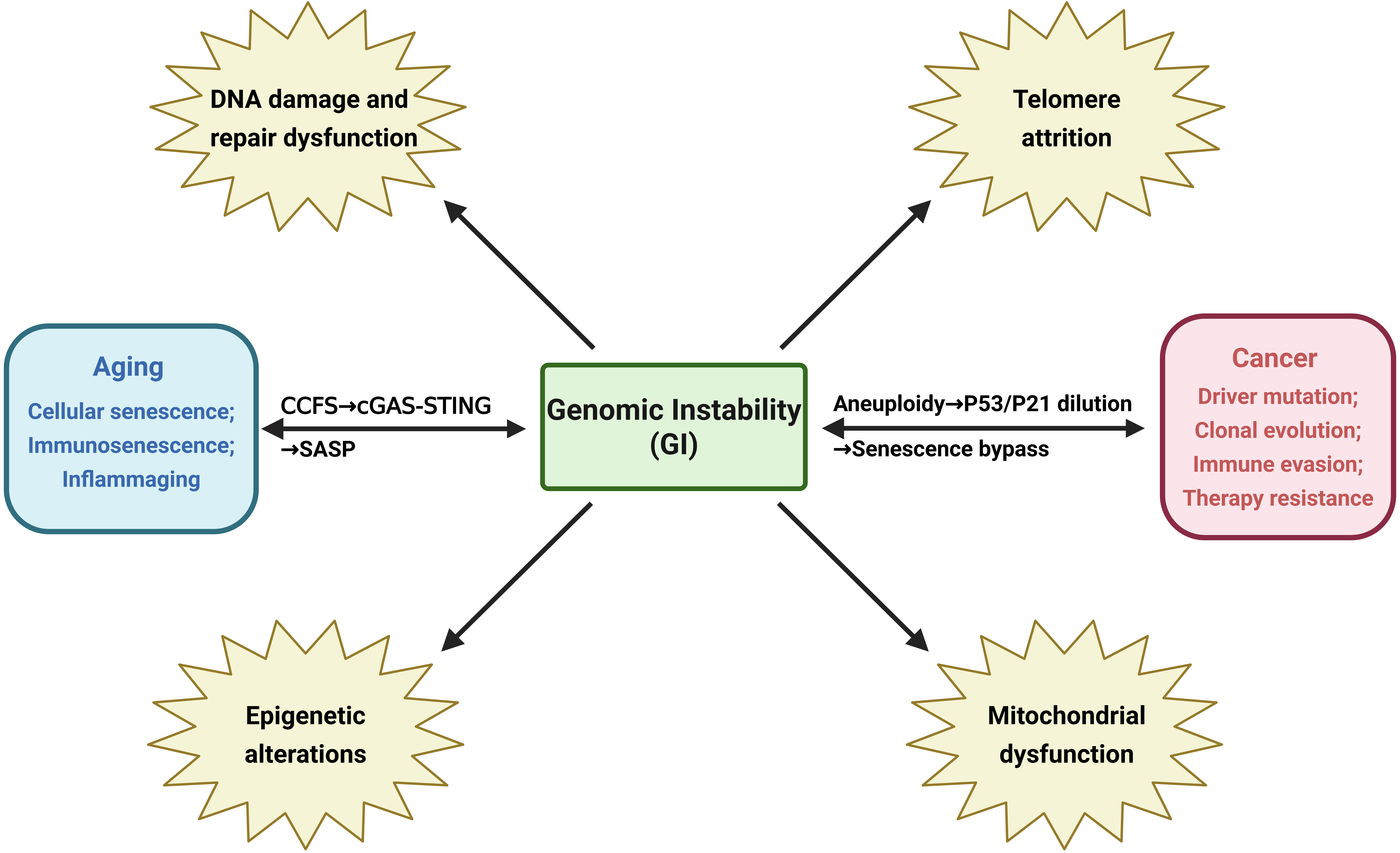 From aging to cancer: Genomic instability as a unifying driver and ...