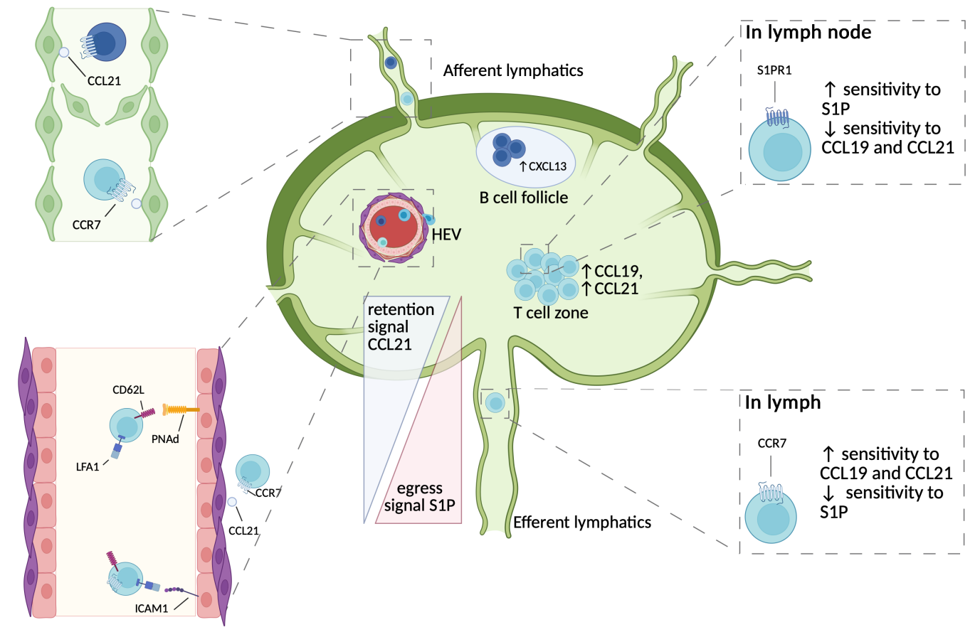 The lymphatic endothelial-immune dialogue in cancer and immunotherapy ...