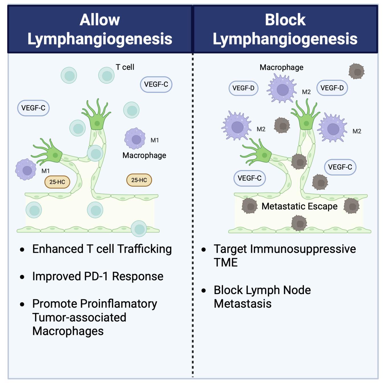 The lymphatic endothelial-immune dialogue in cancer and immunotherapy ...