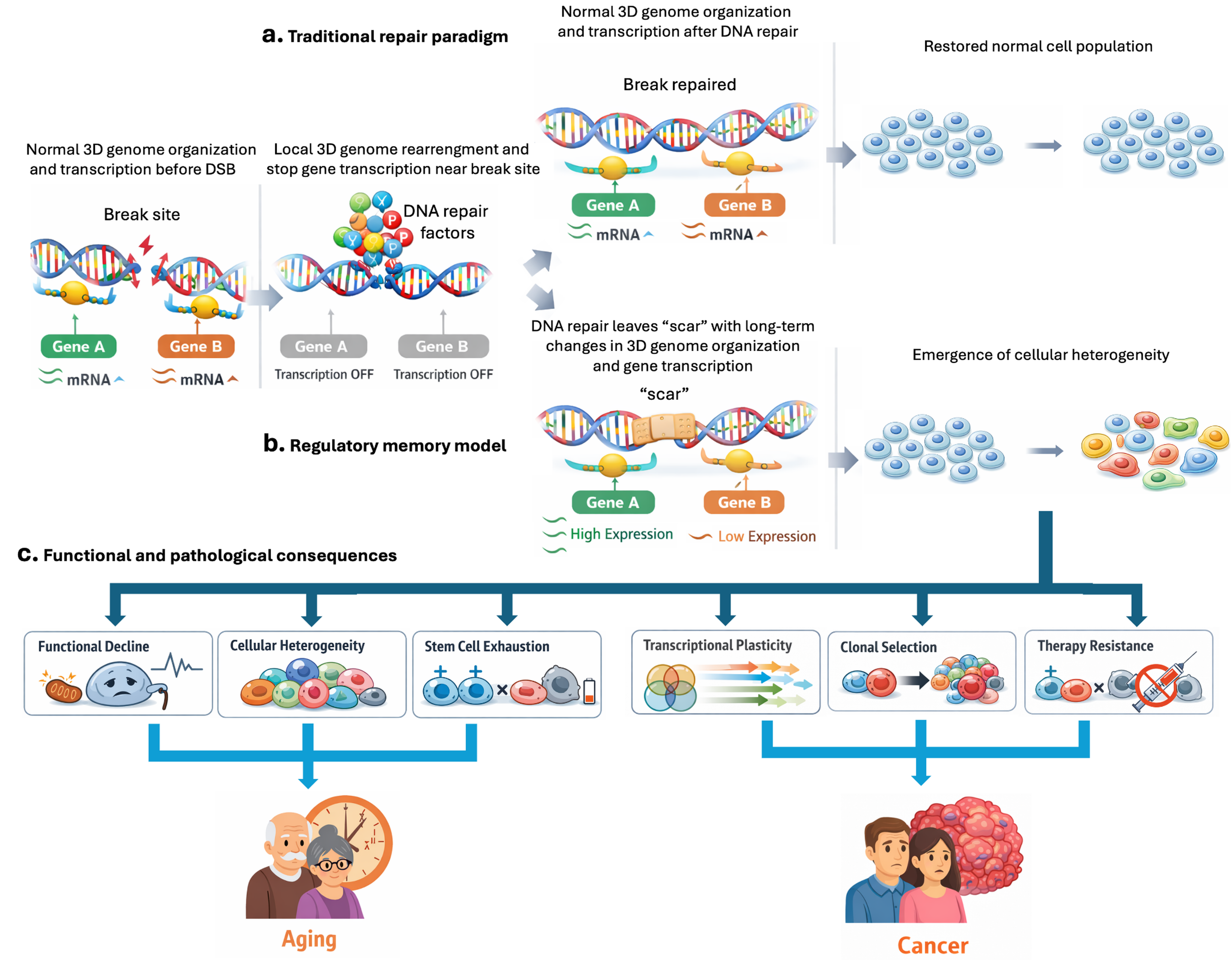 Repair of DNA double-strand breaks leaves heritable molecular scars ...